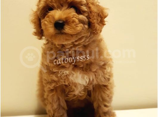 Red Toy Poodle Dişi Yavrumuz