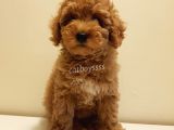 Red Toy Poodle Dişi Yavrumuz