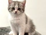 Bi Color British Shorthair Dişi Yavrumuz