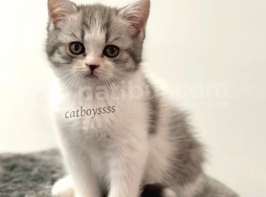Bi Color British Shorthair Dişi Yavrumuz görsel