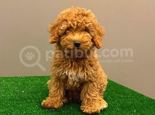 Muhteşem Dişi Red Toy Poodle Yavrumuz görsel