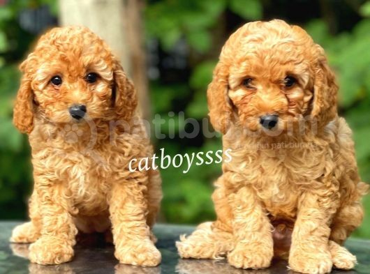 Dark Apricot Toy Poodle Dişi Yavrular görsel