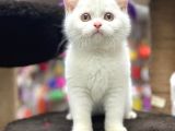 Kar Beyazliğinda En İyi̇ Görsele Sahi̇p Bri̇ti̇sh Yavrular