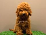 Minyatür Red Poodle Yavrumuz