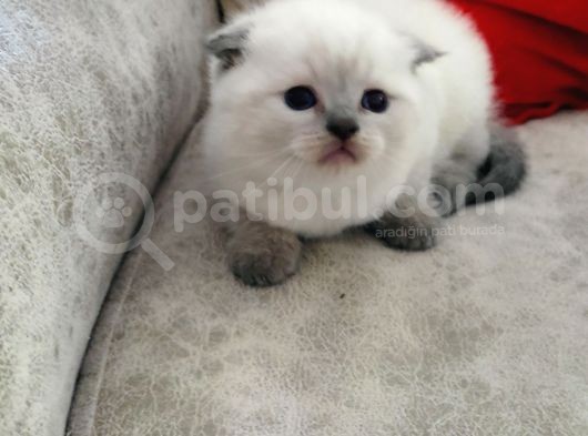Ev Üreti̇mi̇ Safkan Scoti̇sh Fold Bri̇ti̇sh Shorthai̇r görsel