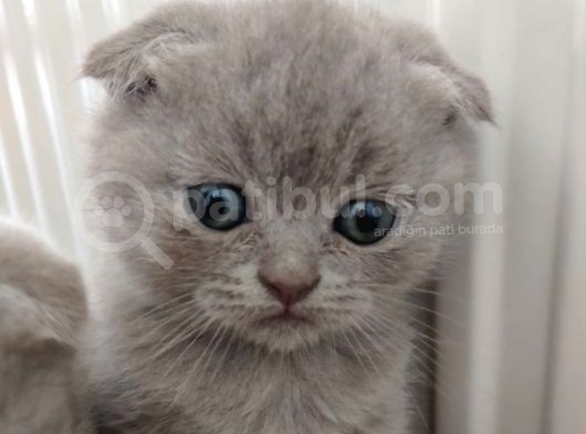 Scottish Fold Sağlıklı Yavrular görsel