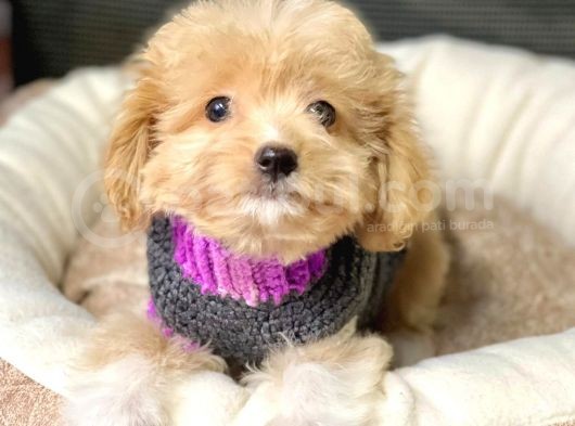 Maltipoo Mix Irk Sevimli Yavrular görsel
