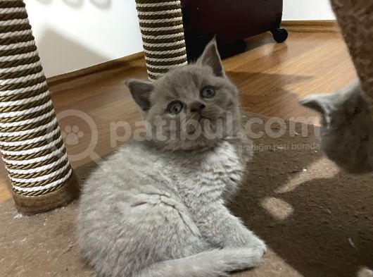 British Shorthair Yavru Kediler Dişi Erkek görsel