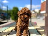 Toy Poodle Bebek Surat Sevimli Yavrular