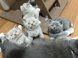 British Shorthair Yavru Kediler Dişi Erkek