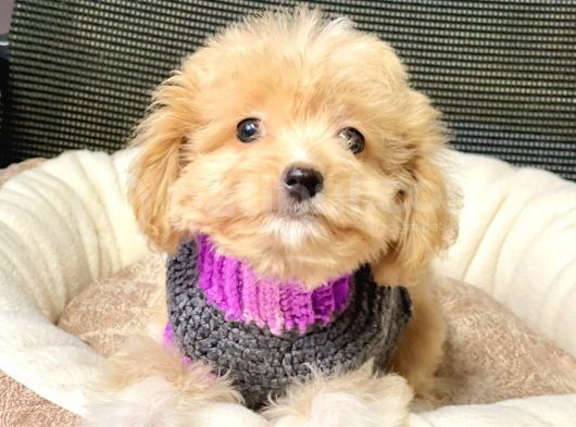 Maltipoo Mix Irk Sevimli Yavrular görsel