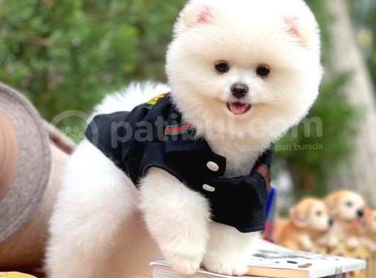Ayı Surat Pomeranian Boo Yavrularımız