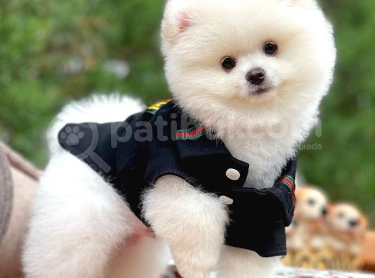 Ayı Surat Pomeranian Boo Yavrularımız görsel