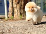 Ayı Surat Pomeranian Boo Yavrularımız