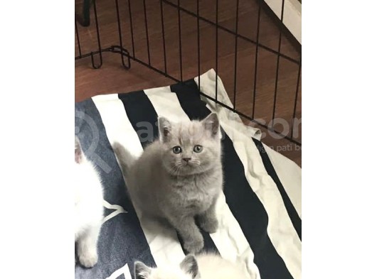 Dişi Lila British Shorthair