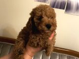 Red Toy Poodle Kızlarımız