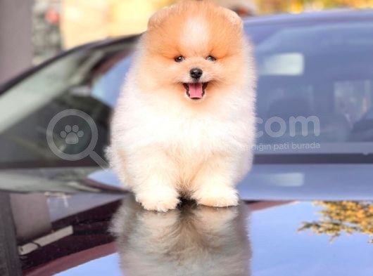Teddy Face Pomeranian Boo Yavrularimiz görsel