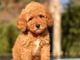 Muhtesem Guzellikte Toy Poodle Yavrularimiz