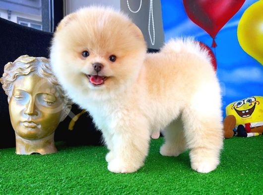 Ayı Surat Pomeranian Boo Yavrularımız