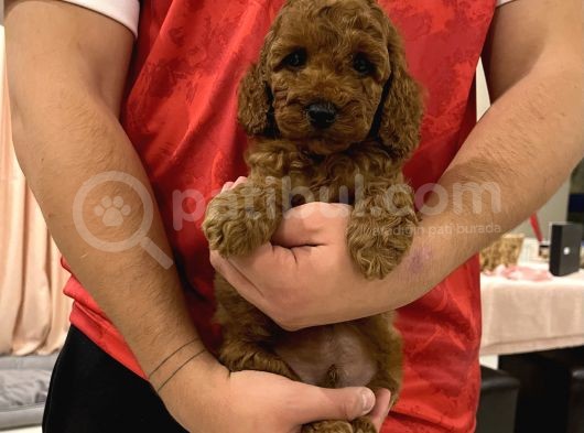 Muhtesem Tuy Yapisi Ile Toy Poodle Bebekler görsel