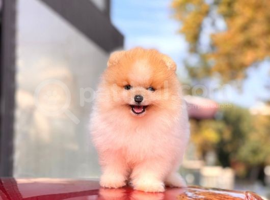 Teddy Face Pomeranian Boo Yavrularimiz