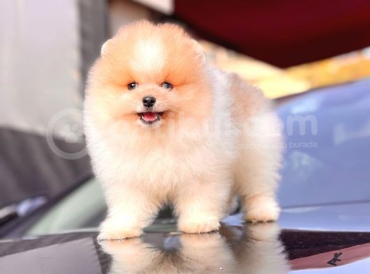 Teddy Face Pomeranian Boo Yavrularimiz görsel