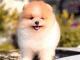 Teddy Face Pomeranian Boo Yavrularimiz