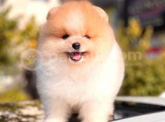Teddy Face Pomeranian Boo Yavrularimiz görsel