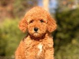 Muhtesem Guzellikte Toy Poodle Yavrularimiz