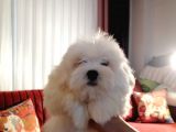 Terrier Maltese
