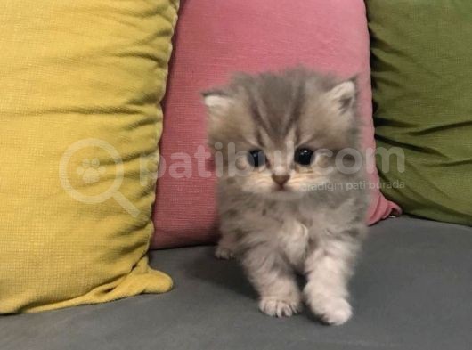 Bi̇rbi̇ri̇nden Güzel Si̇lver Longhai̇r Yavrularimiz görsel