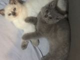 Dişi Lila British Shorthair