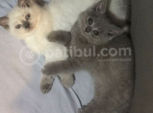 Dişi Lila British Shorthair görsel