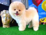 AA Kalite Safkan  Pomeranian Oğlumuz