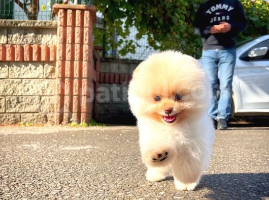 Ayı Surat Pomeranian Boo Yavrularımız görsel