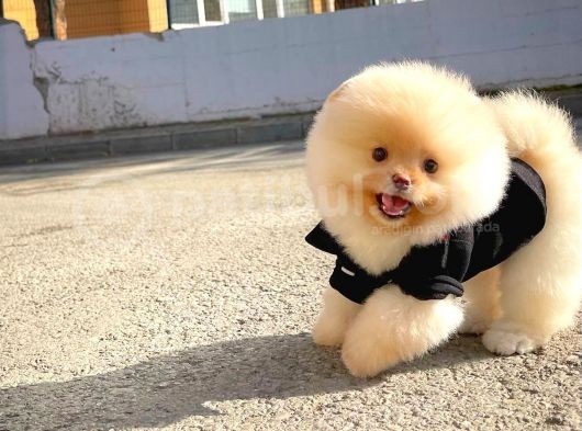 Ayı Surat Pomeranian Boo Yavrularımız