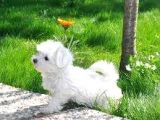 Uyguna 2 Aylık Maltes Terrier