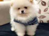 Orjinal Pomeranian Boo