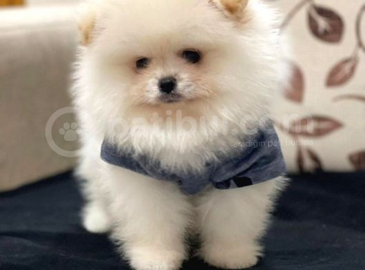 Orjinal Pomeranian Boo