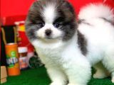 Irk Ve Sağlık Garantili Pomeranian Boo Yavrularımız