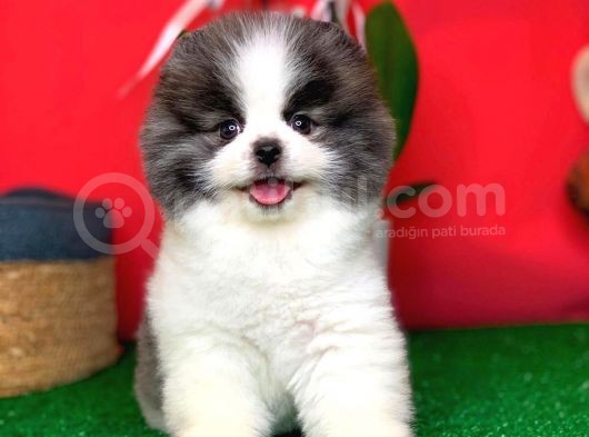 Irk Ve Sağlık Garantili Pomeranian Boo Yavrularımız