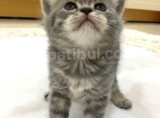 Yeni Yuvaları Için Hazır 4 Dişi British Shorthair görsel