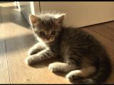 Yeni Yuvaları Için Hazır 4 Dişi British Shorthair