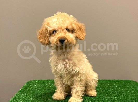Apricot Toy Poodle Erkek Bebek görsel