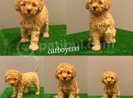 Apricot Toy Poodle Erkek Bebek görsel