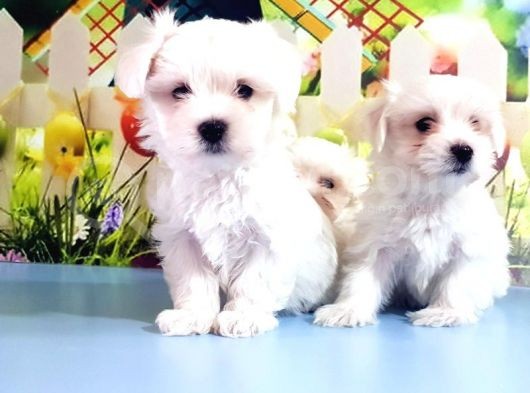Maltese Terrier Yavrular görsel