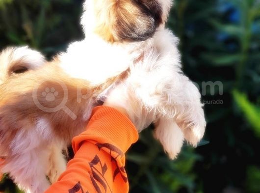 Shih Tzu Yavruları görsel