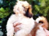 Shih Tzu Yavruları