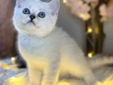 Ocean Blue Eyes Bri̇ti̇sh Shorthai̇r Si̇lver Shaded