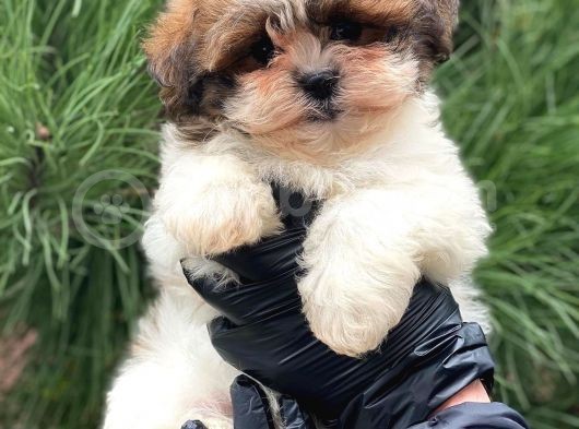 En İyi Görsel Shihtzu Dişi Yavru görsel